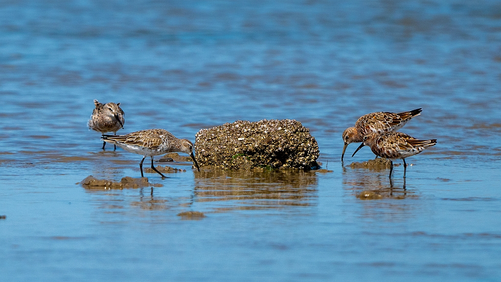 Curlew Sandpiper
